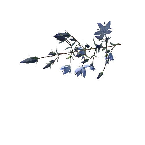 3D flower Collection vol02 Lomatogonium02_L